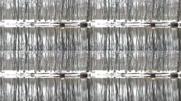 冬季树木在水中反射