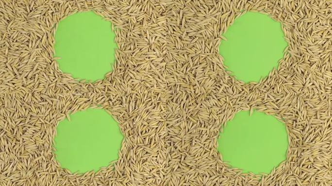 燕麦颗粒的旋转位于绿色屏幕上，色度键。