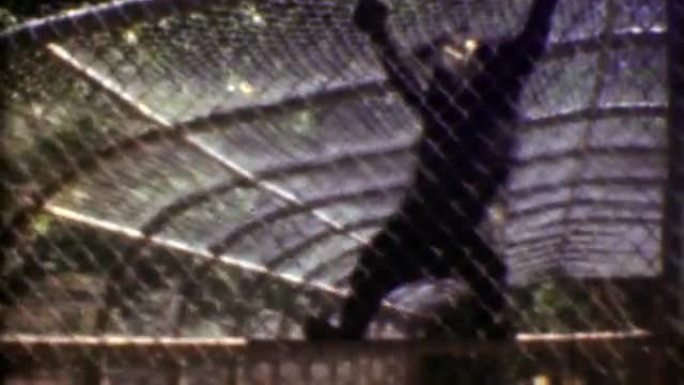 1957: 黑熊攀登铁链围栏在不人道的老动物园。