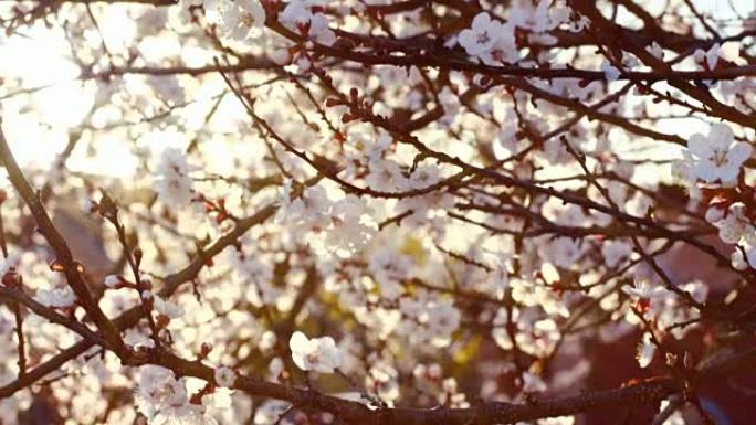 盛开的杏树的春天背景
