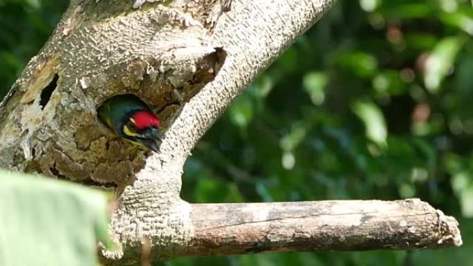 Megalaimidae鸟在树上筑巢