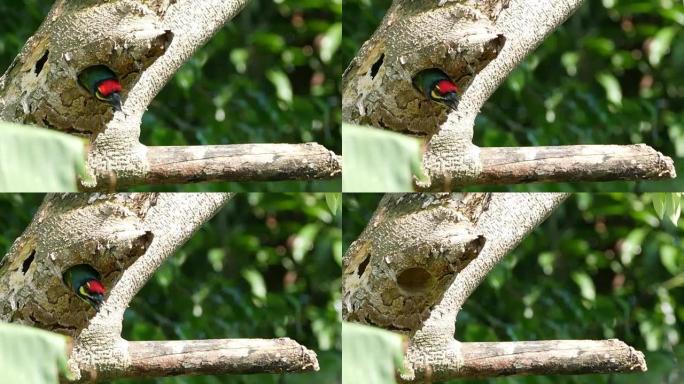 Megalaimidae鸟在树上筑巢