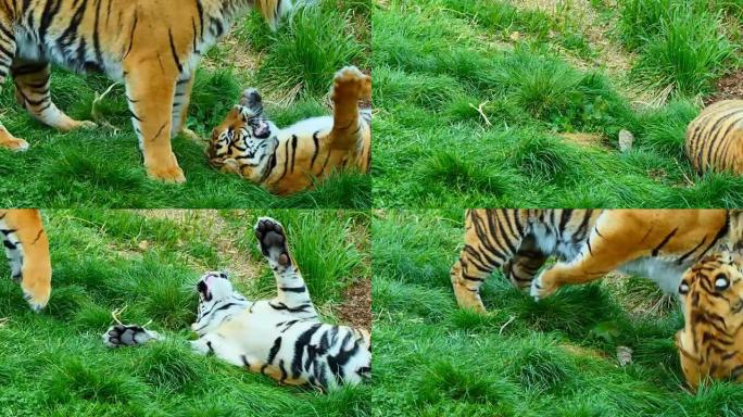 老虎和他的幼崽玩耍