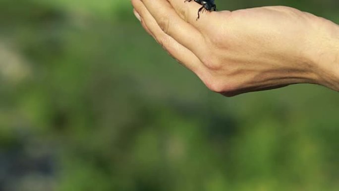 黑色甲虫在手上爬行