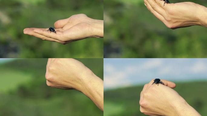黑色甲虫在手上爬行
