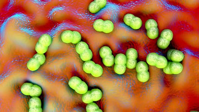 表皮葡萄球菌细菌