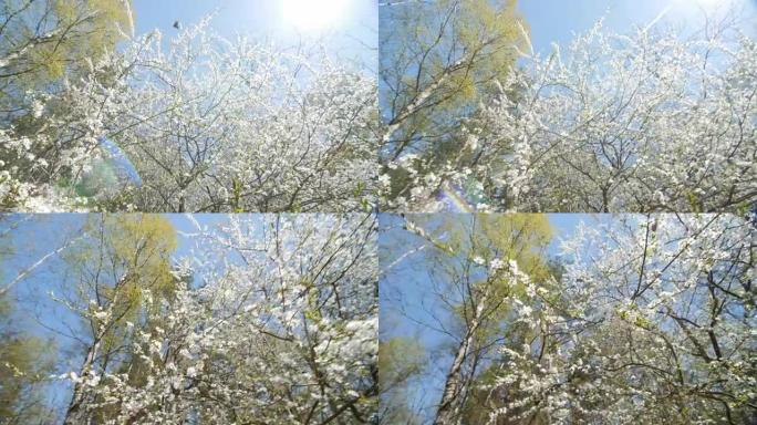 美丽的盛开的梅树在蓝天下