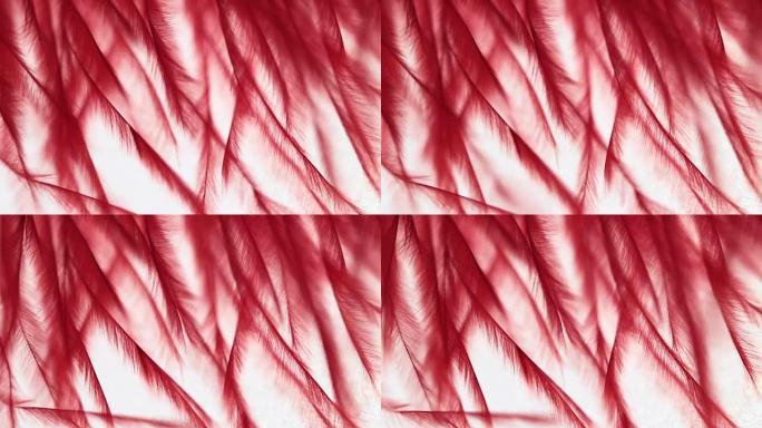 红色羽毛在风中，每条细线的宏观细节。自由概念