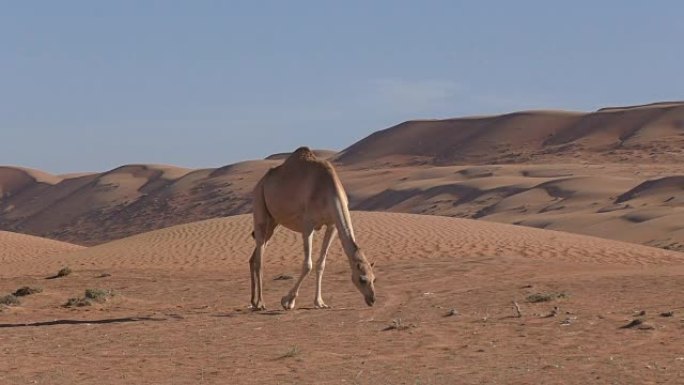 阿曼: 骆驼在沙漠中寻找饲料