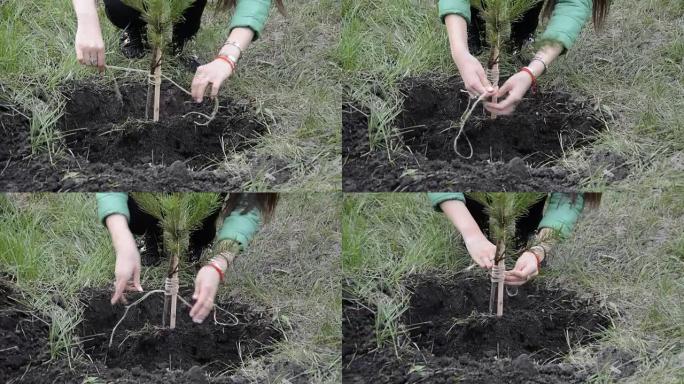 种植松树幼苗