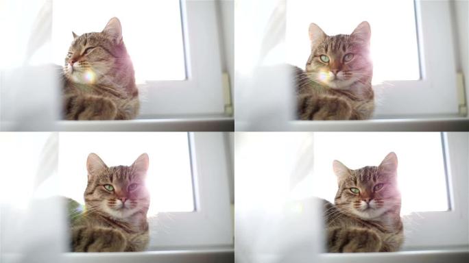 懒懒的条纹猫躺在窗台上。