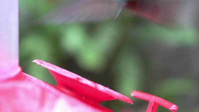 蜂鸟 (紫喉山宝石) 吃喂食器
