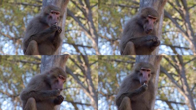 狒狒猴子吃花生