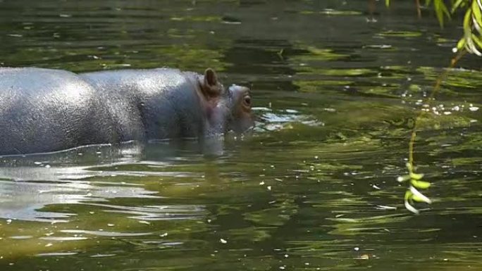 一只河马被拍摄成侧写。他享受生活，低着头在水里