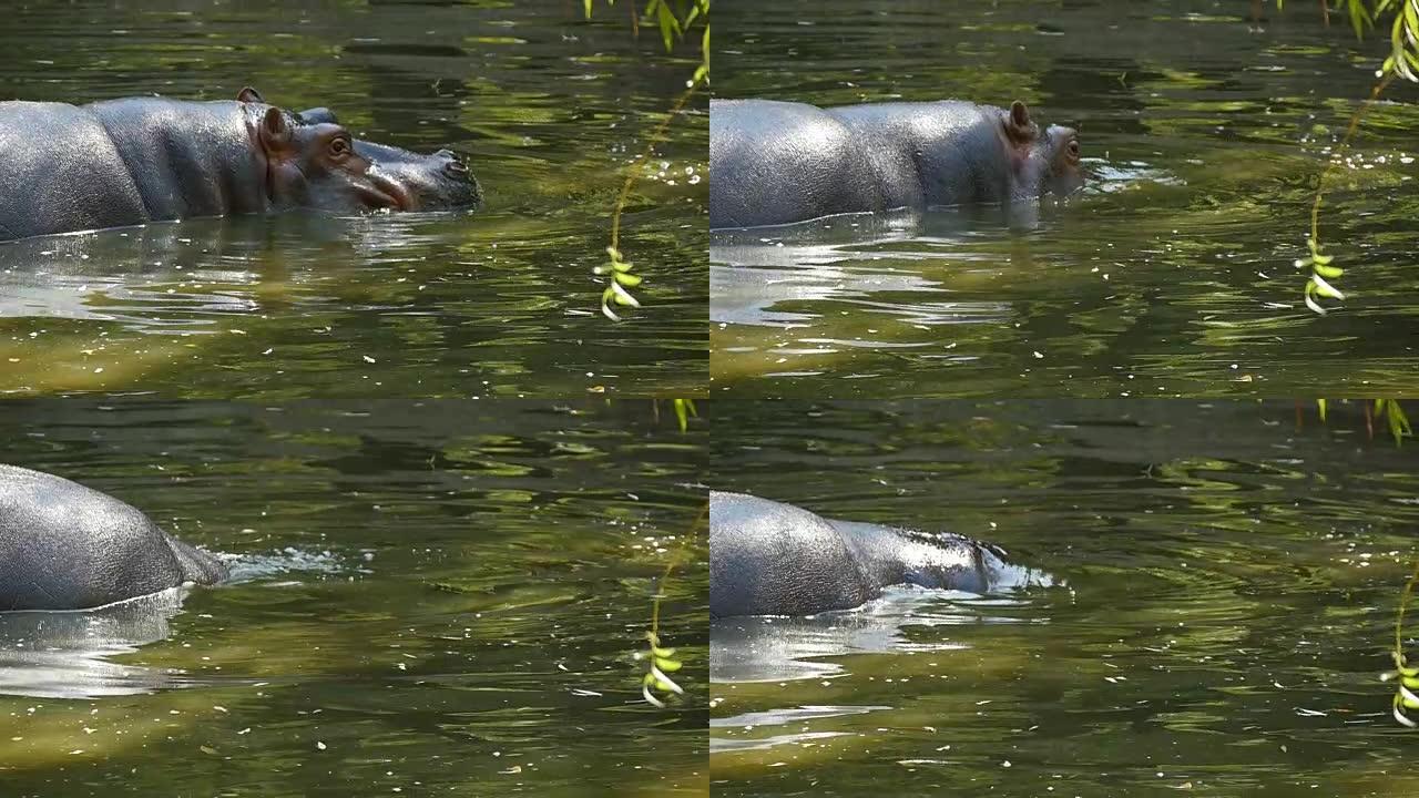 一只河马被拍摄成侧写。他享受生活，低着头在水里