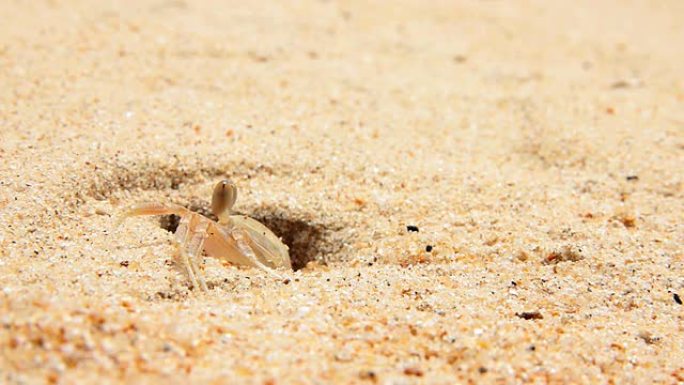 生活在海滩洞里的小螃蟹