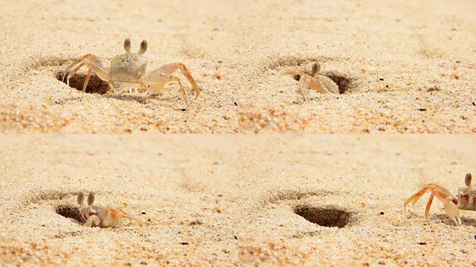 生活在海滩洞里的小螃蟹