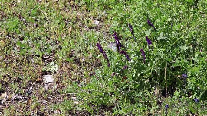 紫色羽扇豆花绿色植物上的黑蝴蝶
