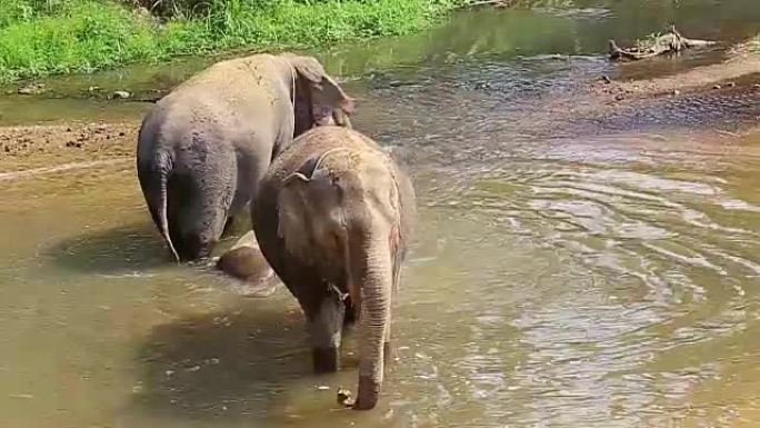 大象泼水