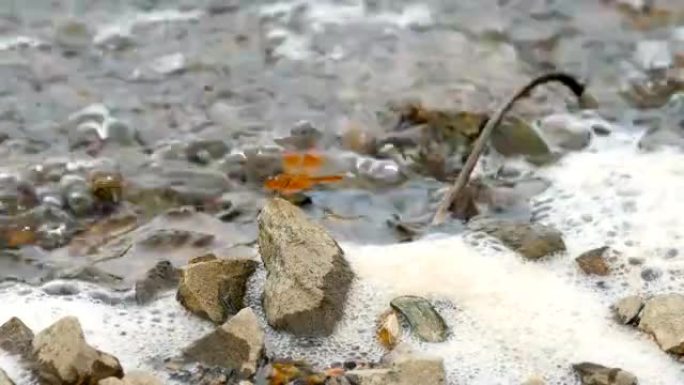 特写龙飞在湖上的岩石上