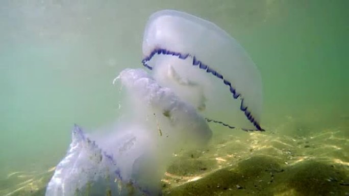 自然环境中的美杜莎水母被太阳射线照亮的浅水