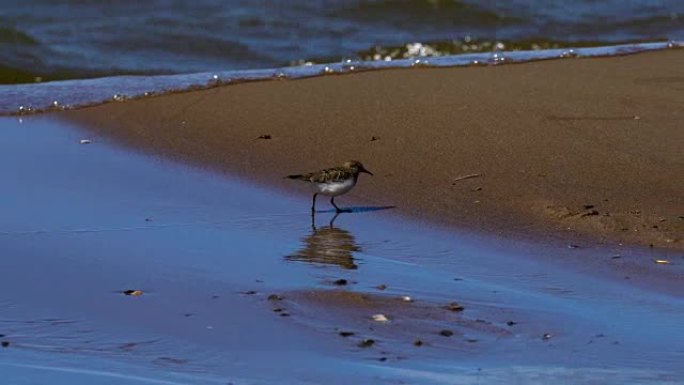一只小鸟 (沙雀) 沿着一个大池塘的沙质海岸行走。海浪在沙滩上滚动。随着强风的吹拂，鸟紧贴着沙子。阳