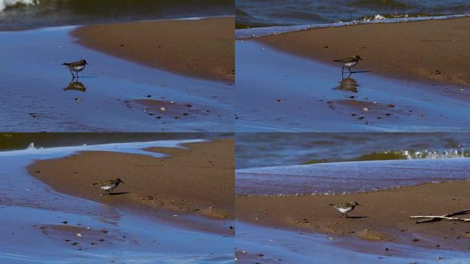 一只小鸟 (沙雀) 沿着一个大池塘的沙质海岸行走。海浪在沙滩上滚动。随着强风的吹拂，鸟紧贴着沙子。阳