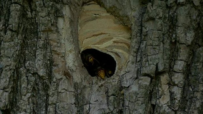 大黄蜂在巢中飞行慢动作
