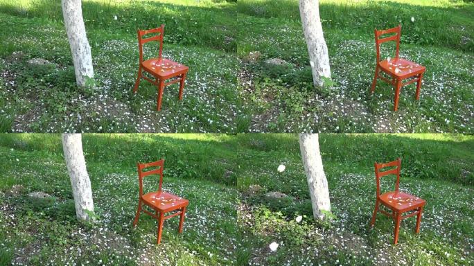 春天落在橙色椅子上的白色苹果树花瓣，慢动作