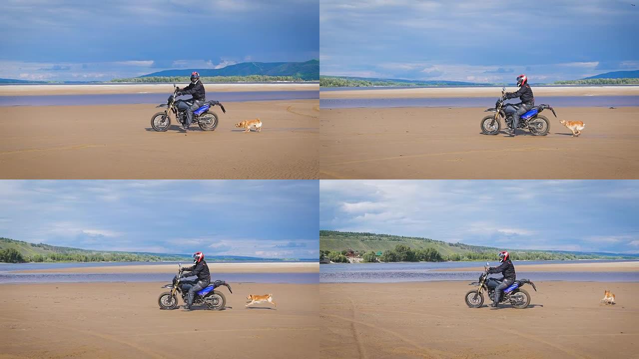 摩托车手骑在沙滩上，在他身后奔跑可爱有趣的狗