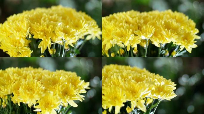特写，花束在光线的照射下，旋转，花卉成分由黄色菊花组成。背景中有很多绿色植物