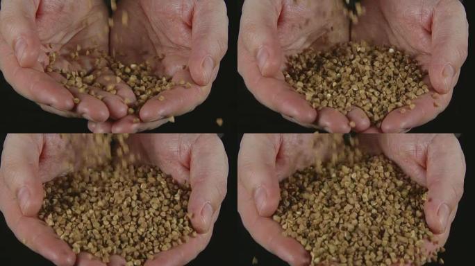 慢: 很多buckwheates落在人的手上