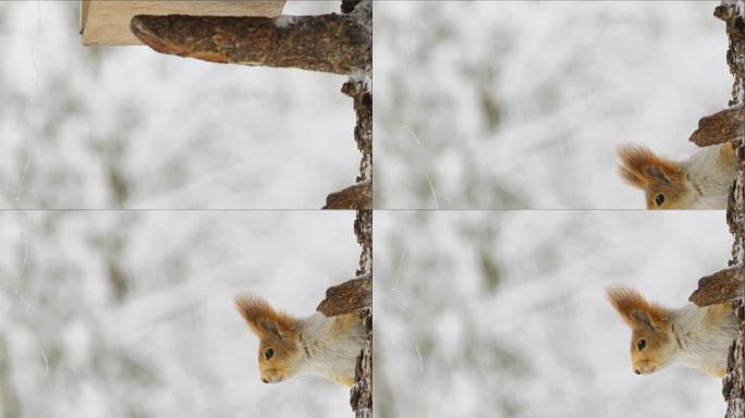 松鼠在冬季森林中的一棵树上爬行