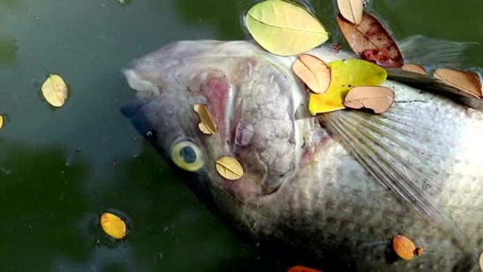 死鱼和树叶漂浮浮游藻类水