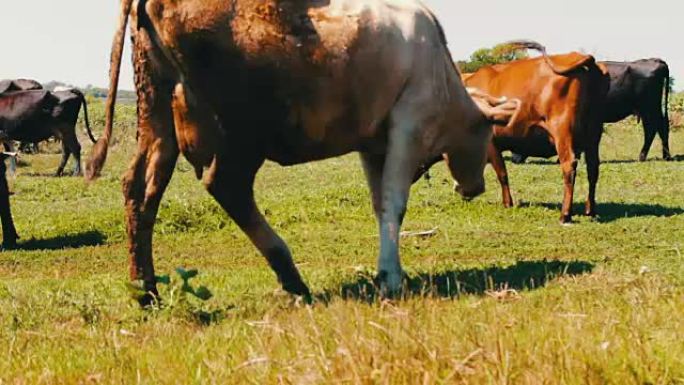 田野背景上的牛肖像。农场里美丽有趣的奶牛。吃绿草