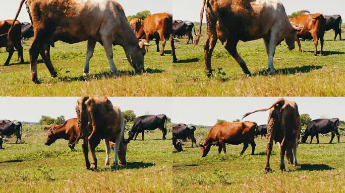田野背景上的牛肖像。农场里美丽有趣的奶牛。吃绿草