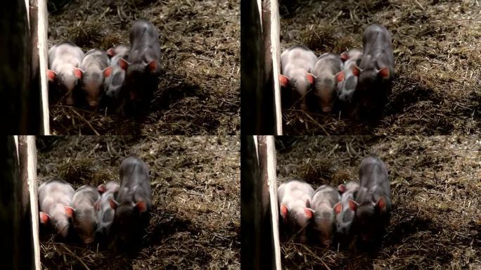 几只新生的小猪在看着相机时互相睡觉