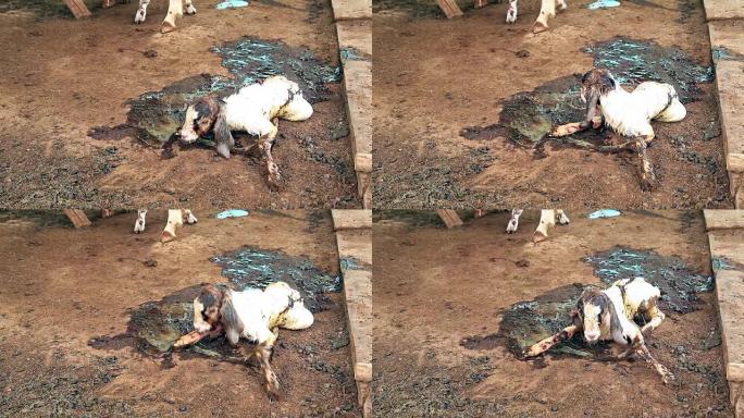 羊水在地上撒谎的新生山羊的可爱
