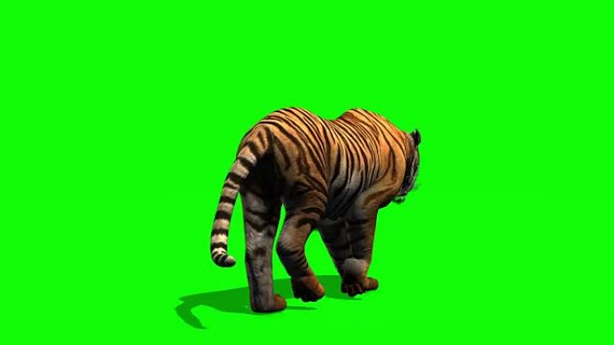 老虎走路-绿色屏幕