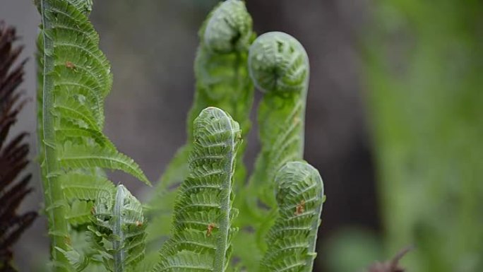 蕨类植物在自然界中生长