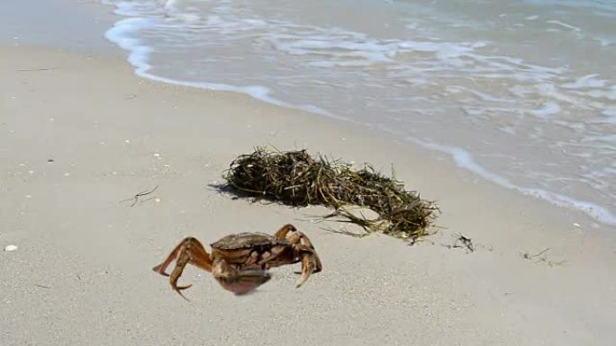 海滩上的螃蟹。在海滩上射击。