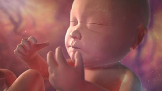 母亲子宫中胎儿的医学动画。