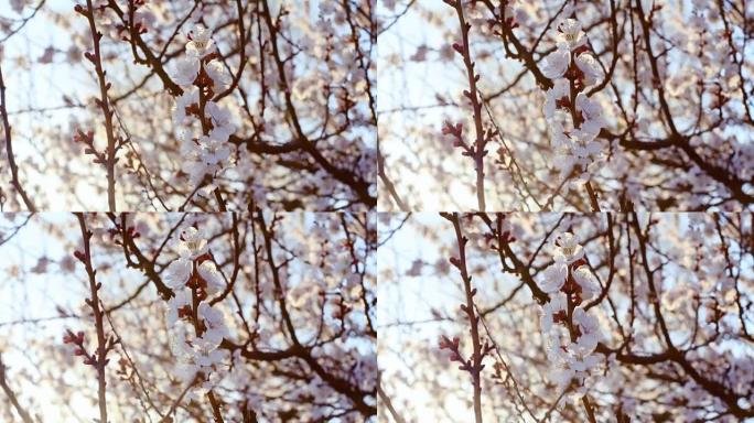 盛开的杏树的春天背景