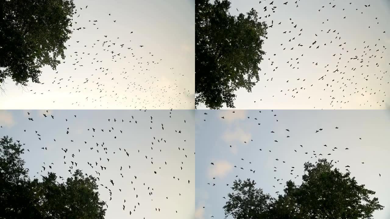 乌鸦在树上飞翔的轮廓。