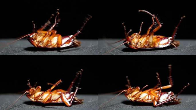 蟑螂垂死的近景黑色背景拍摄