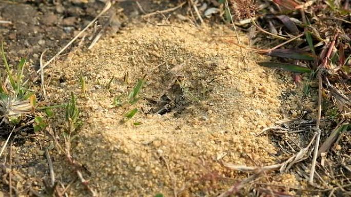 黑蚂蚁聚集在巢穴周围