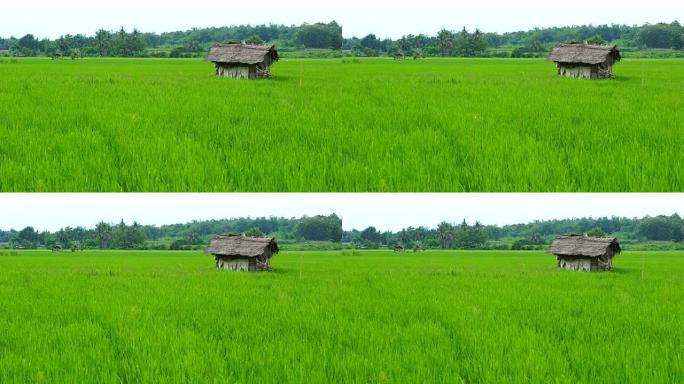 稻田和山景