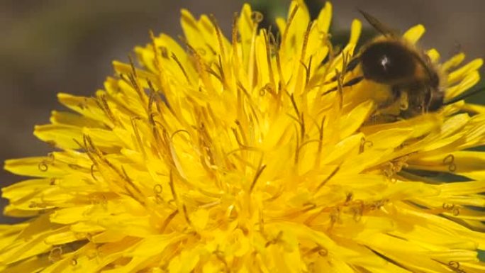 蜜蜂在春季从黄色蒲公英花中采集花蜜。