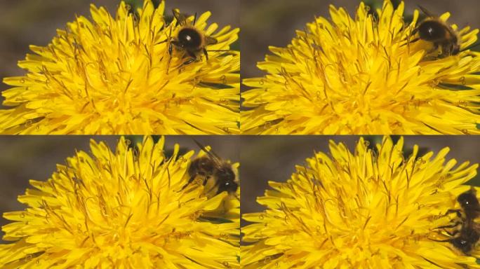 蜜蜂在春季从黄色蒲公英花中采集花蜜。