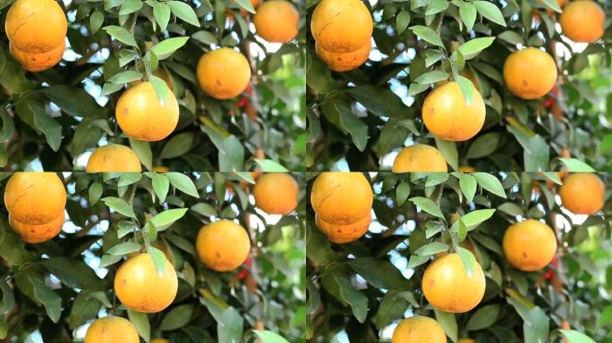 成熟的幕府将军橙挂在树上。橘子果实